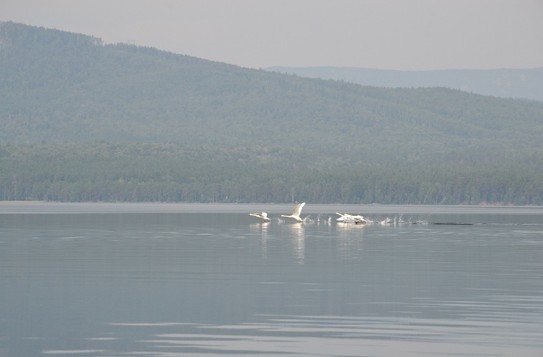 Четыре лебедя плавали в озере. Как бы мы не старались подплыть поближе к ним, лебеди от нас удалялись, а потом и вовсе взлетели.