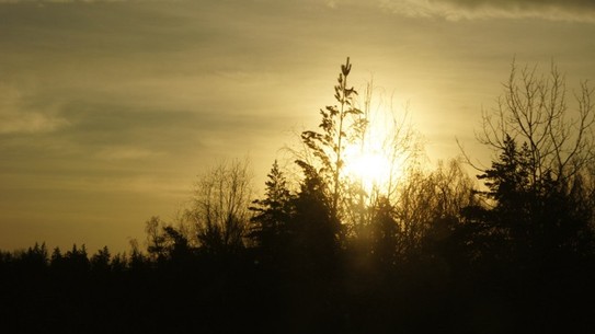 Зимний лес и солнце