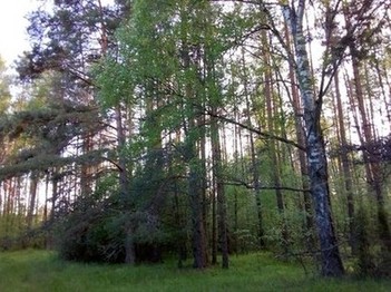 Ближайший лес, в котором мы фактически живем