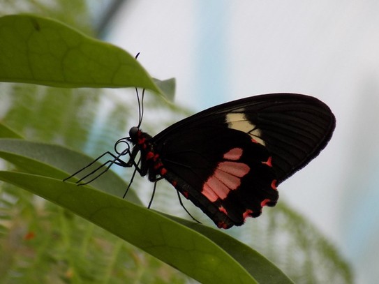 Г. Челябинск, Зоопарк: павильон с бабочками