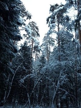 Сказочный лес на Горушке