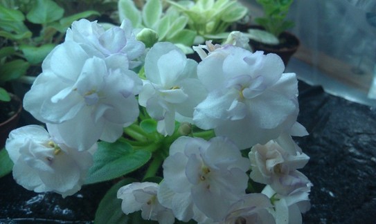 СК-Афродита-трудяга, как летом зацвел, так до последнего выдает красивые цветы. )
