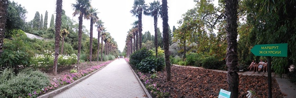 Пальмовая аллея в Никитском ботаническом саду