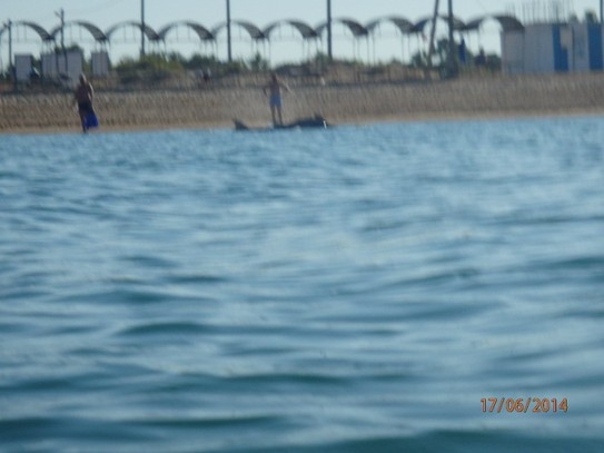 Утренний пляж с дельфином...Съмка с моря
