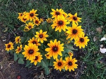 Кустик рудбекии все лето набирал цветы и созрел к середине осени))