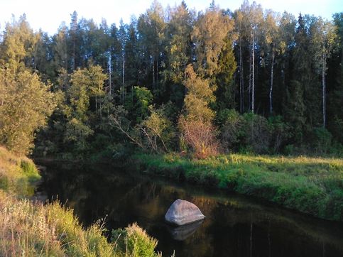 Камень посреди реки Оредеж в лесничестве ниже Новосиверской