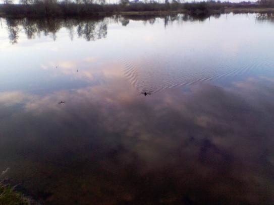 Упавший в озеро птенец ласточки идт к берегу баттерфляем. В отражении видны парящие коршуны. Опасно!