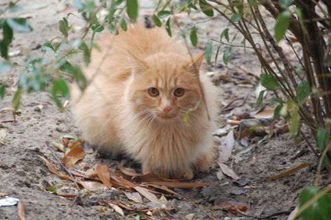 Простой уличный зимний волгоградский кот