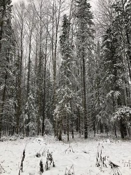 Первый снег ноябрь 2021 Вичугский район. У крестнице на день рождении