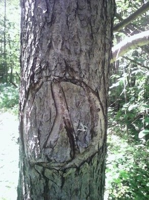 Рунические знаки на деревьях, г. Байкальск