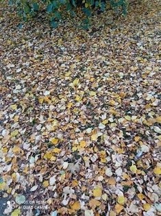 Осенний ковр