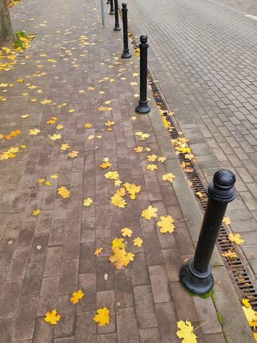 Осень в Светлогорске  Улица Ленина