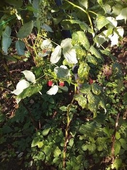 Ремантантная малина ягода летом и осенью. Саженец 100р
