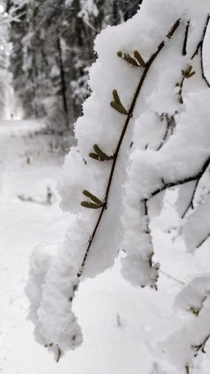 Сережки под снегом
