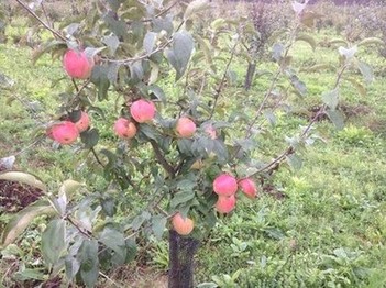 Зимний сорт яблони Кандиль орловский. Очень скороплодный, устойчивый к парше, очень урожайный, созревает в середине сентября, лежит до февраля