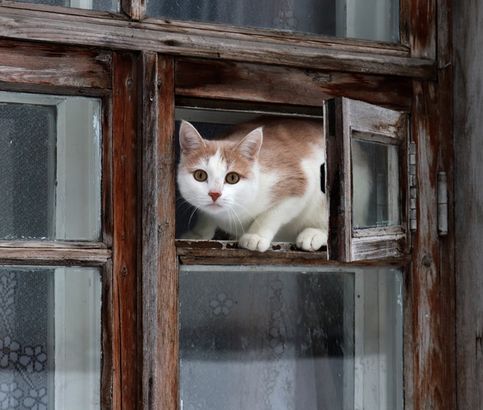 Каргопольский кот утром первого января не очень доверяет прохожим