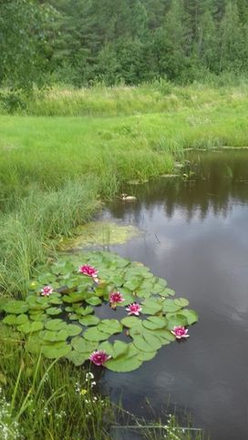 Есть на Зайкова даче новый пруд- там лилии цветут, цветууут