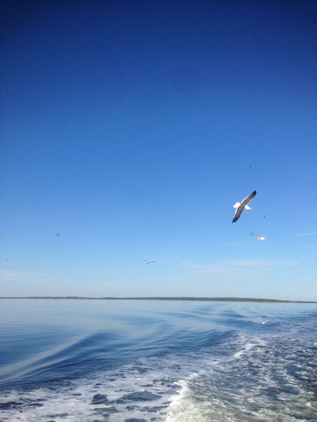 Белое море и наглые чайки