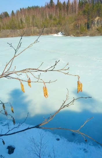 Золотые ольховые сережки на фоне зеленовато-голубого озера