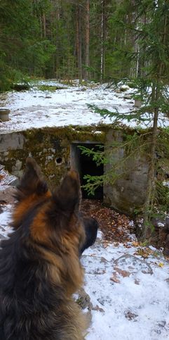 Укрепления линии U. Вход в бункер охраняется собаками
