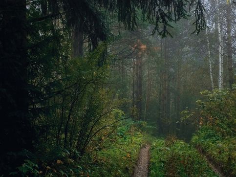 Люблю ходить в  лес когда туман, когда сыро или дождь