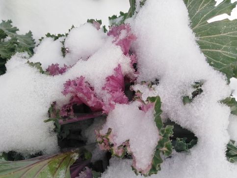 Декоративная капуста под снегом