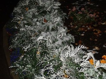 Ночь, а на растениях первый в этом году снег.