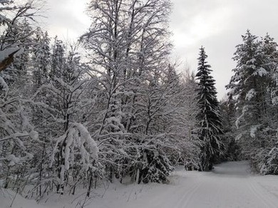 Околдован невидимкой, дремлет лес под сказку сна... Впечатления от прогулок по зимнему лесу