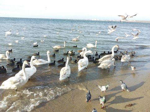 Вот такая радость прилетает на берег моря, где мало купаюшихся, а зимой Лебеди сдесь постоянно. (их можно покормить)?