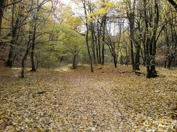 Осень в горном лесу