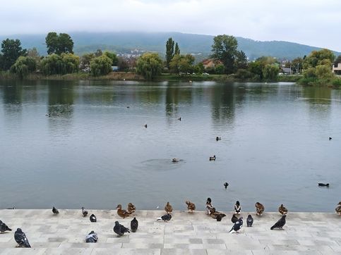 Городской парк. Озеро Круглое. Место обитания самых разных птиц. Сбор на ступеньках желающих поужинать в ожидание корма