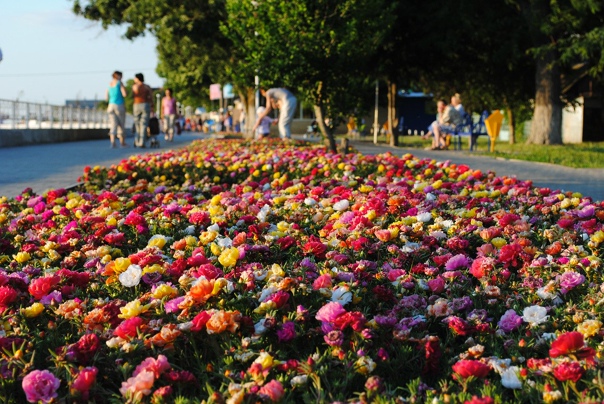 Цветочный  рай на набережной  Приморско-Ахтарска