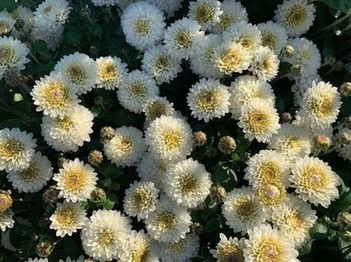 Серебристый Дождь. Цветок 3-4 см. Высота куста 40 см. Начало цветения - конец августа