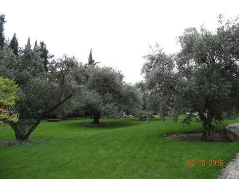 Оливковая аллея-  возраст более200 лет