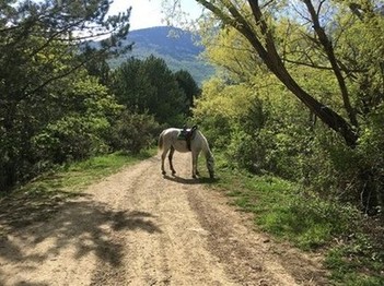 Лошадь хозяйки Бирюзового озера