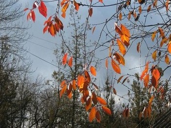 Осенняя вишня