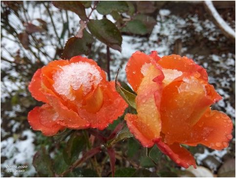 Розы в снегу. 22. 12. 2020. Джанкой. Крым