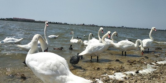 В 1км от моря есть красивейшее озеро с белыми лебедями?