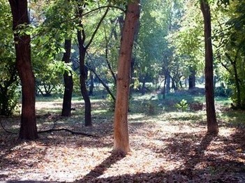 Гагаринский парк осенью