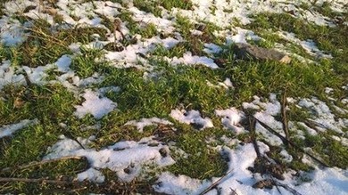 Зеленая трава очень хорошо сочетается со снегом :)