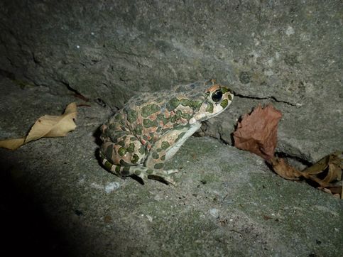 Ночная жительница горы - жабка