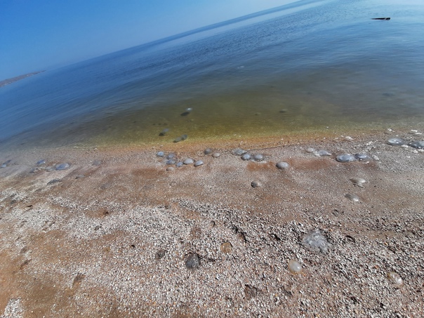 Азовское море заполонили медузы((