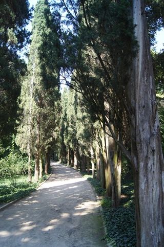 Ботанический сад в Ялте. Кипарисовая аллея