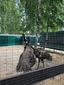 Парк птиц Курчатов