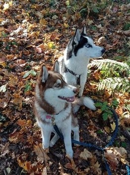 Собаки завороженно смотрят, как медленно падает осенний лист