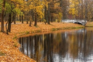 Золотая осень в Александровском парке... Александровский парк. г. Пушкин. 15 октября 2021г., , , ., ,