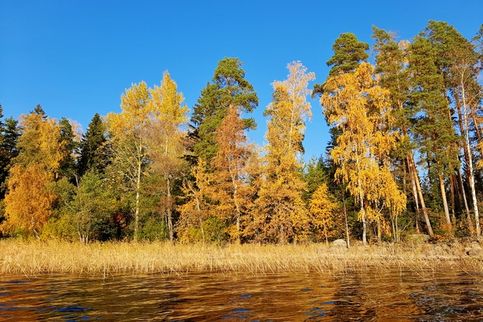 ПРИОЗЕРСК ОСЕНЬ. БЕРЕЖОК