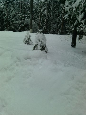 Лочки под снегом