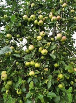Урожайное лето 2020 года. Яблочки сохранились до сих пор