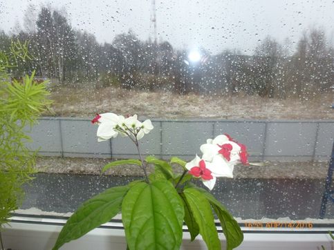 За окном дождь... А на окне цветет клеродендрон Томпсон